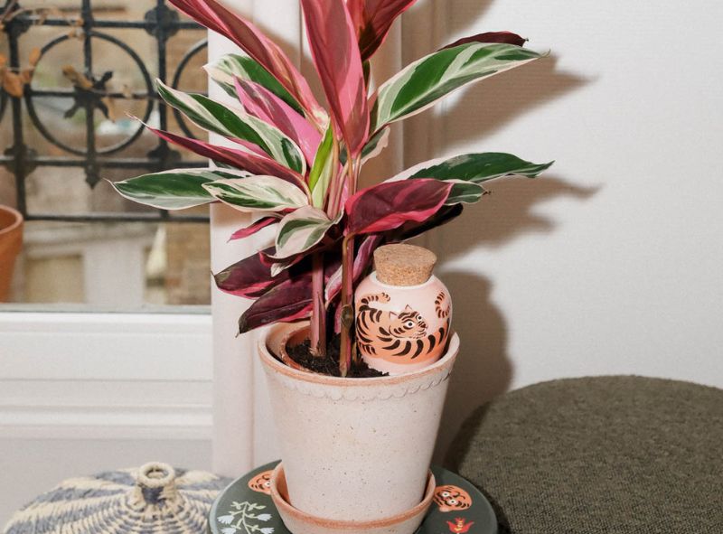 Pepin × Camille Gressier : notre première Olla co-créée