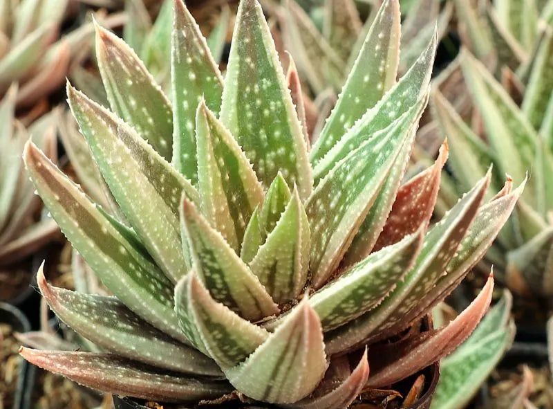 Comment prendre soin de son Gasteraloe ?