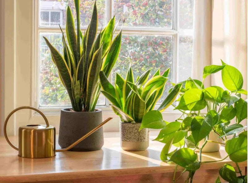 Notre top 10 des plus belles plantes d’intérieur