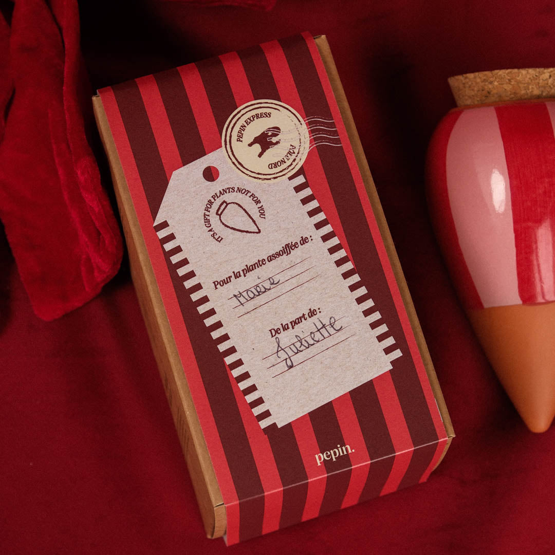 Limited Edition Christmas - Olla Striped Pink and Red