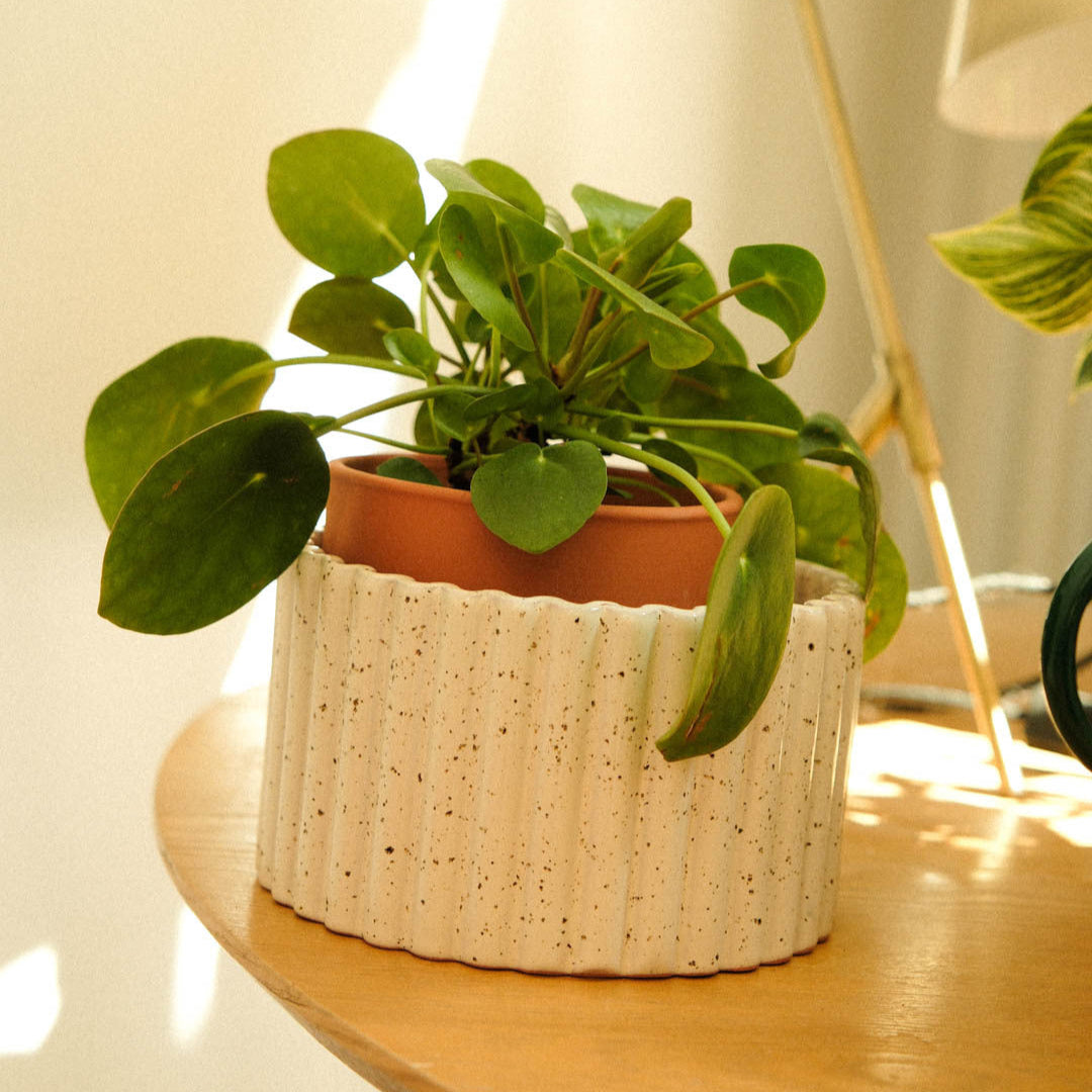 Paula (M) - Grained white