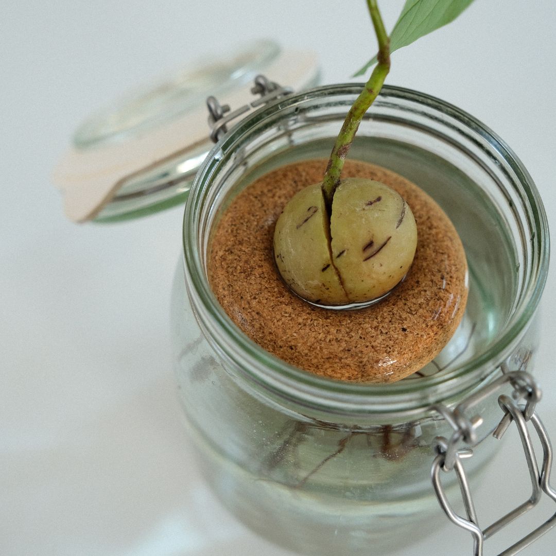 Bouée pour avocat - Gigi