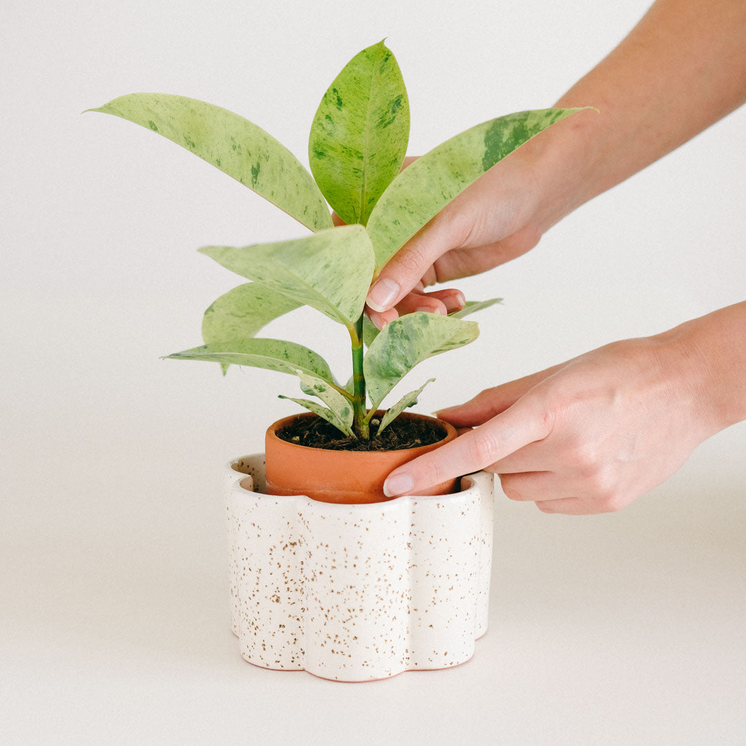 pot autonome paula blanc grainé avec une belle plante verte qui pousse dessus
