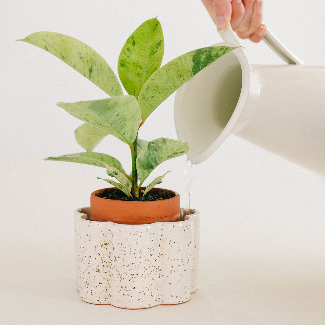 pot autonome paula blanc grainé avec une belle plante verte qui pousse dessus