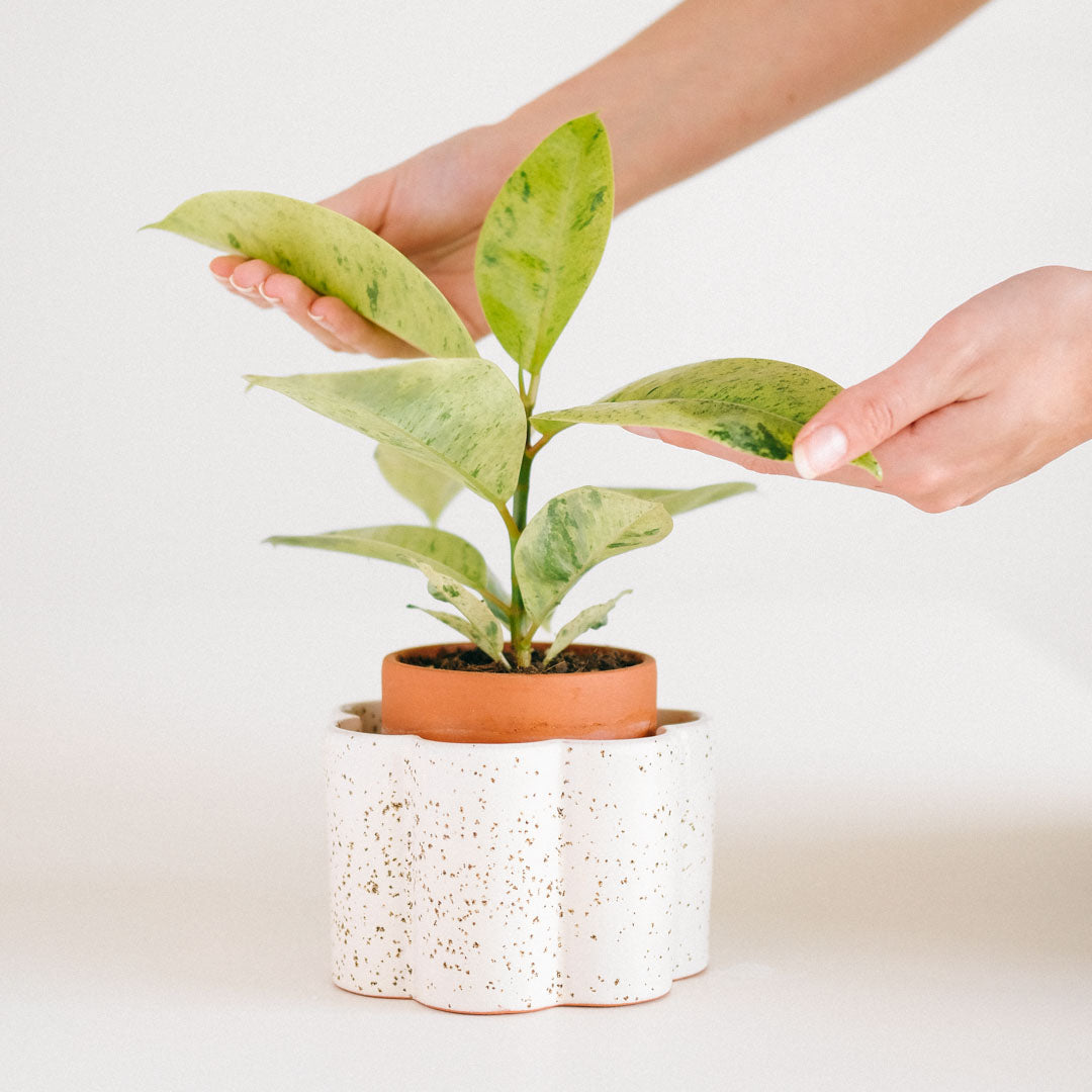 pot autonome paula blanc grainé avec une belle plante verte qui pousse dessus
