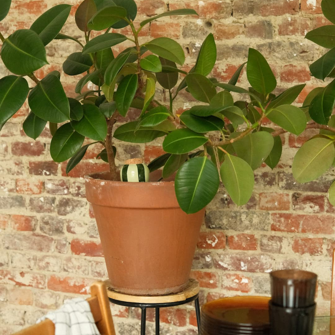 Olla - Green and green striped
