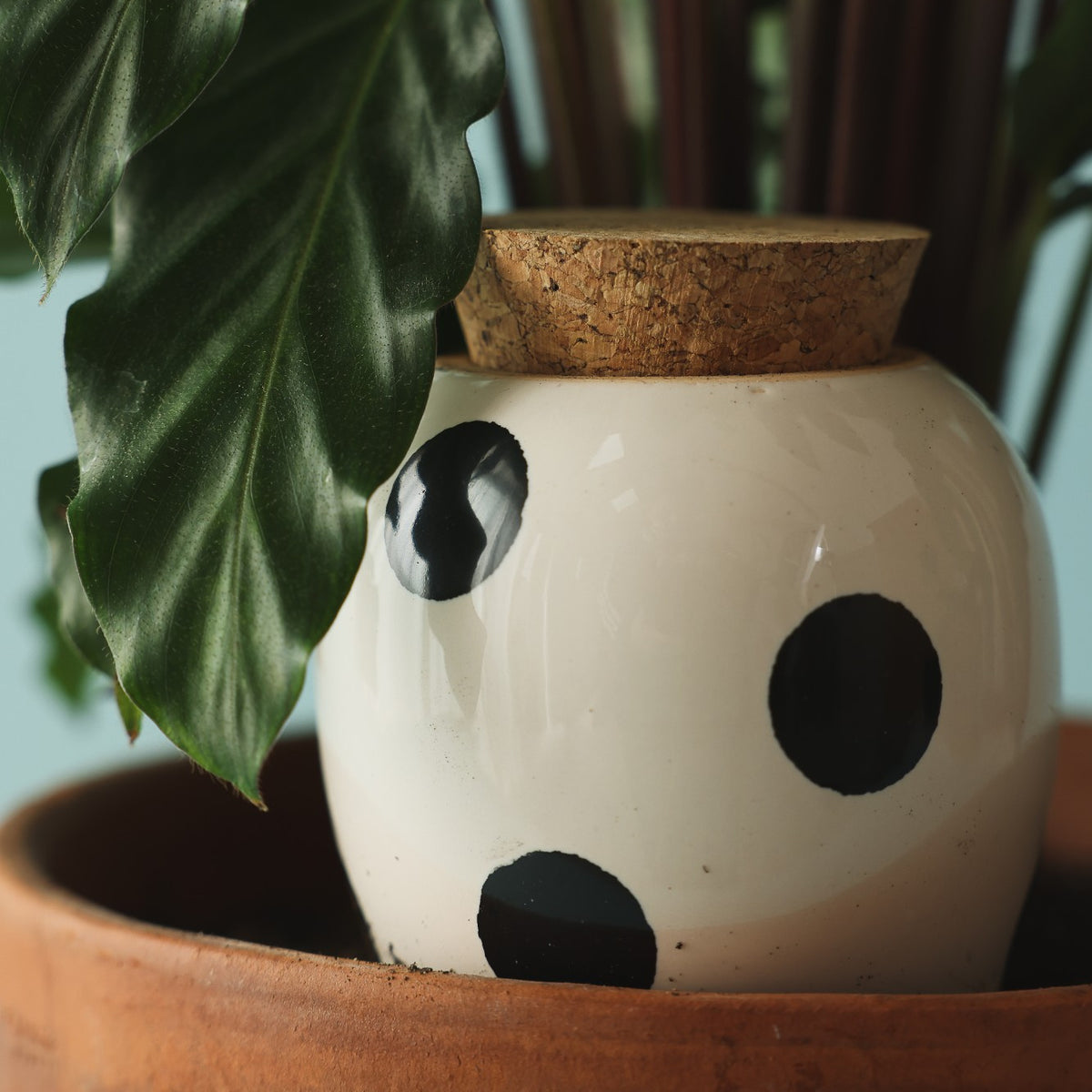 Olla - Pois