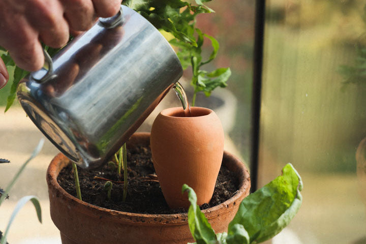 Watering: the 4,000-year-old technique that saves water without a single battery